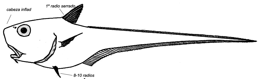 Cetonurus globiceps_01